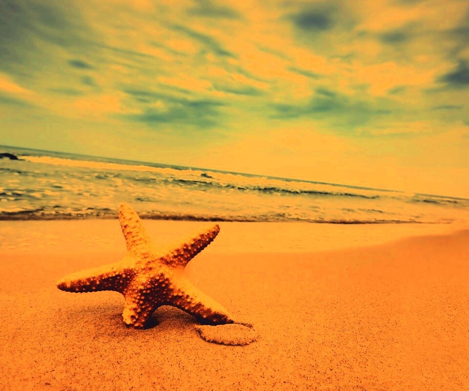 Морская звезда в песке обои