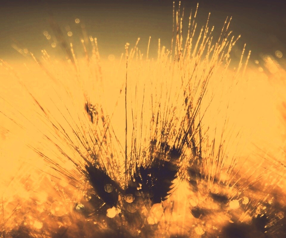 Трава на солнце обои