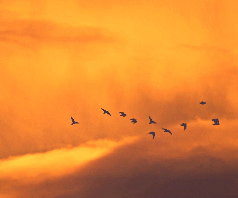 Птицы летят в закатном небе обои