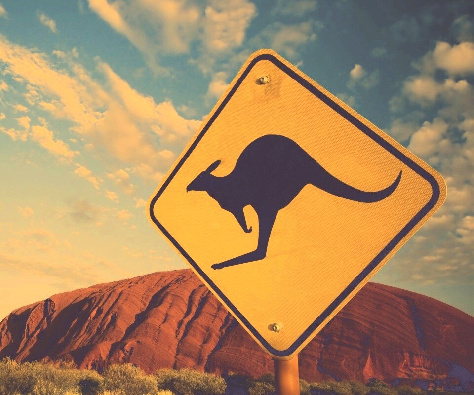 Осторожно, кенгуру! обои