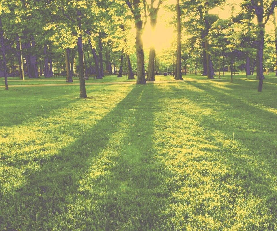 Лучи солнца сквозь листву деревьев обои