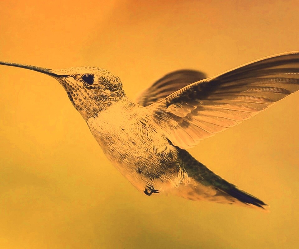 Колибри в полёте обои