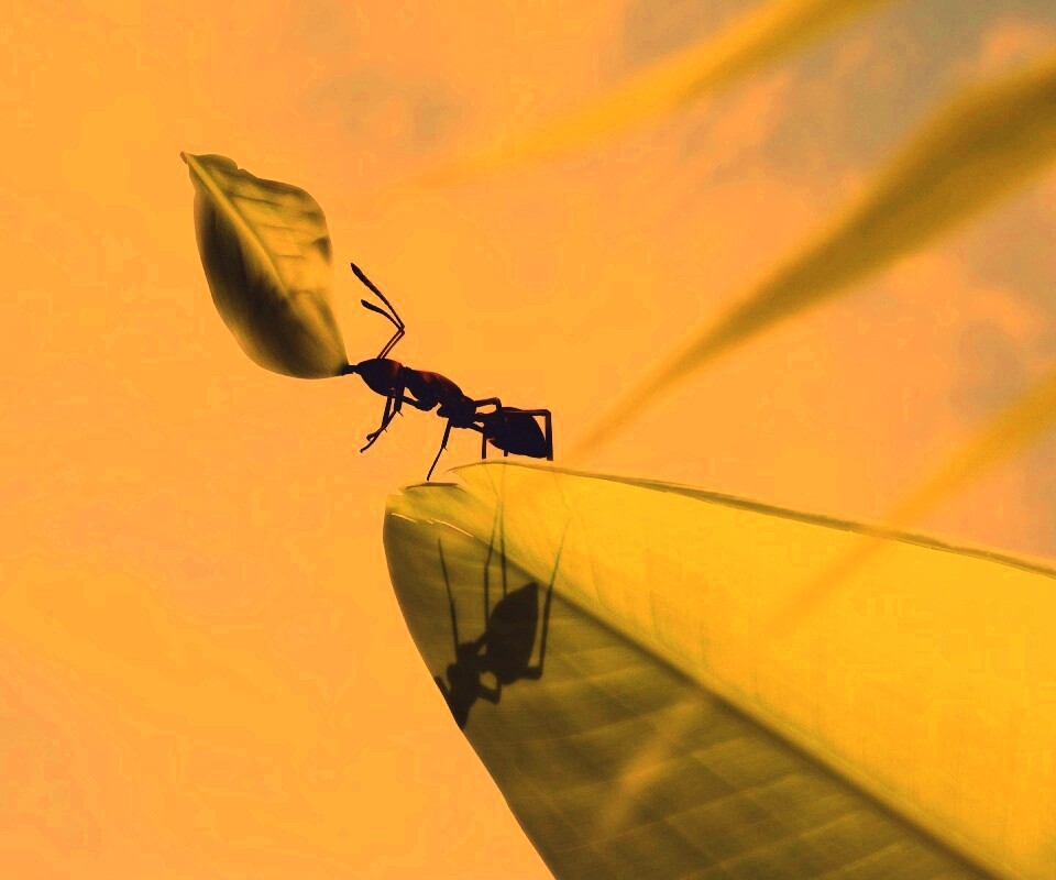 Муравей тащит лист обои