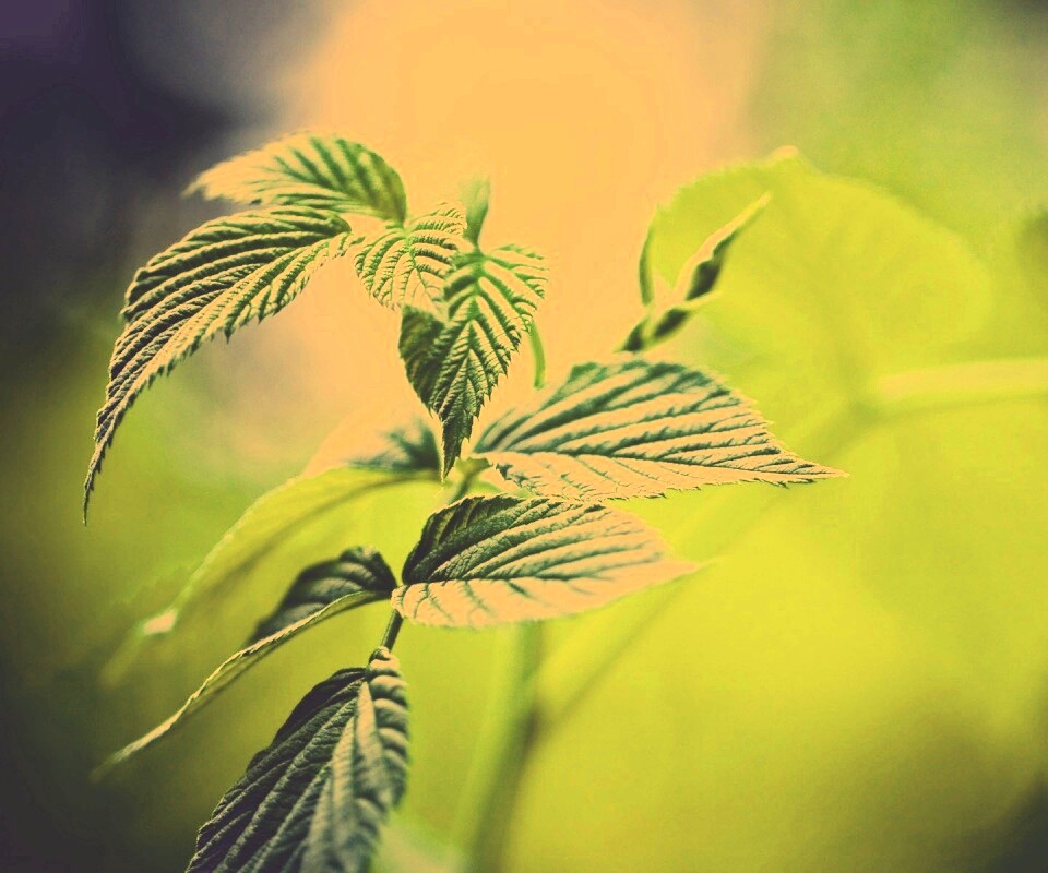 Листья малины обои