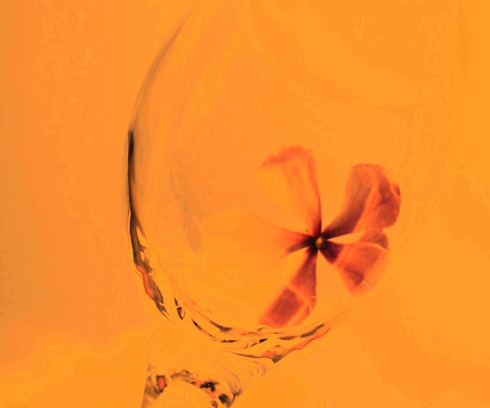 Нежный цветок в бокале на фоне голубого неба обои