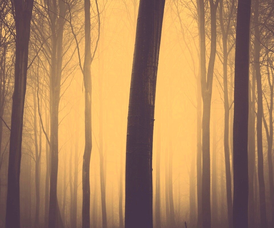 Туман в лесу обои