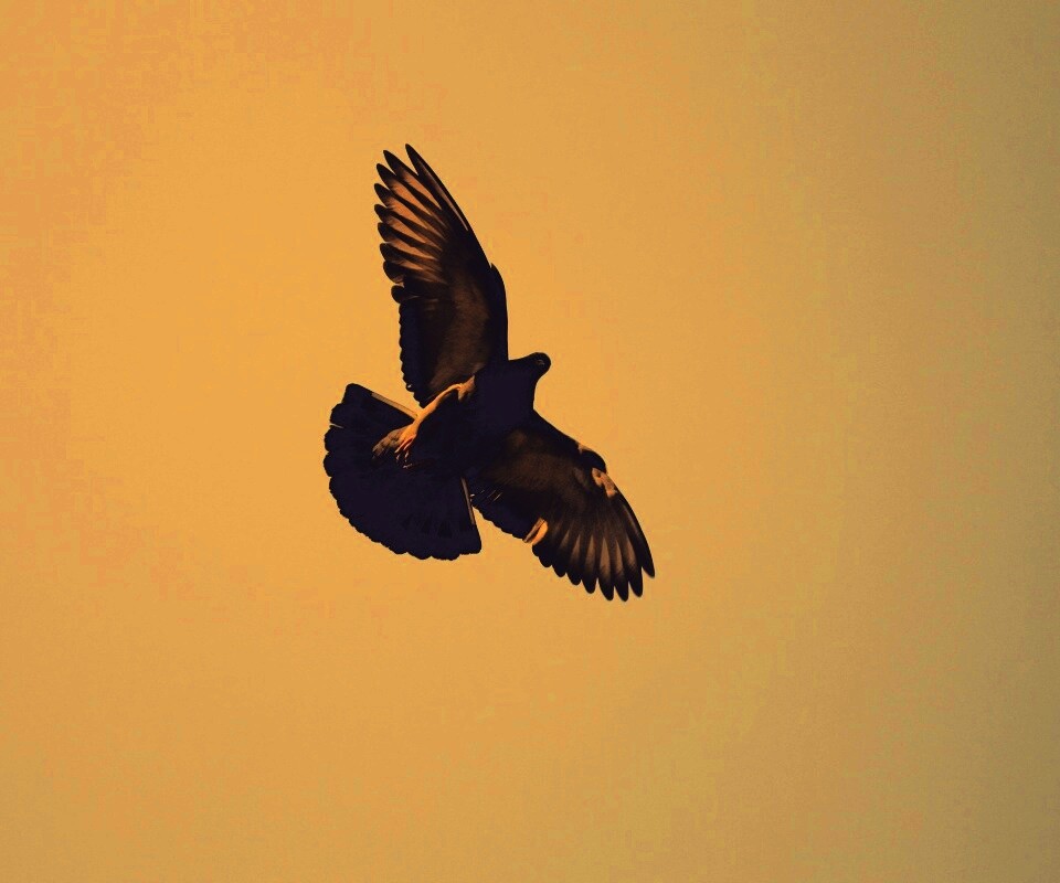 Голубь в полёте обои