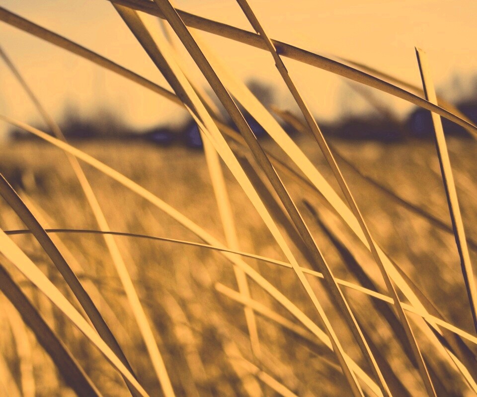 Желтая трава обои