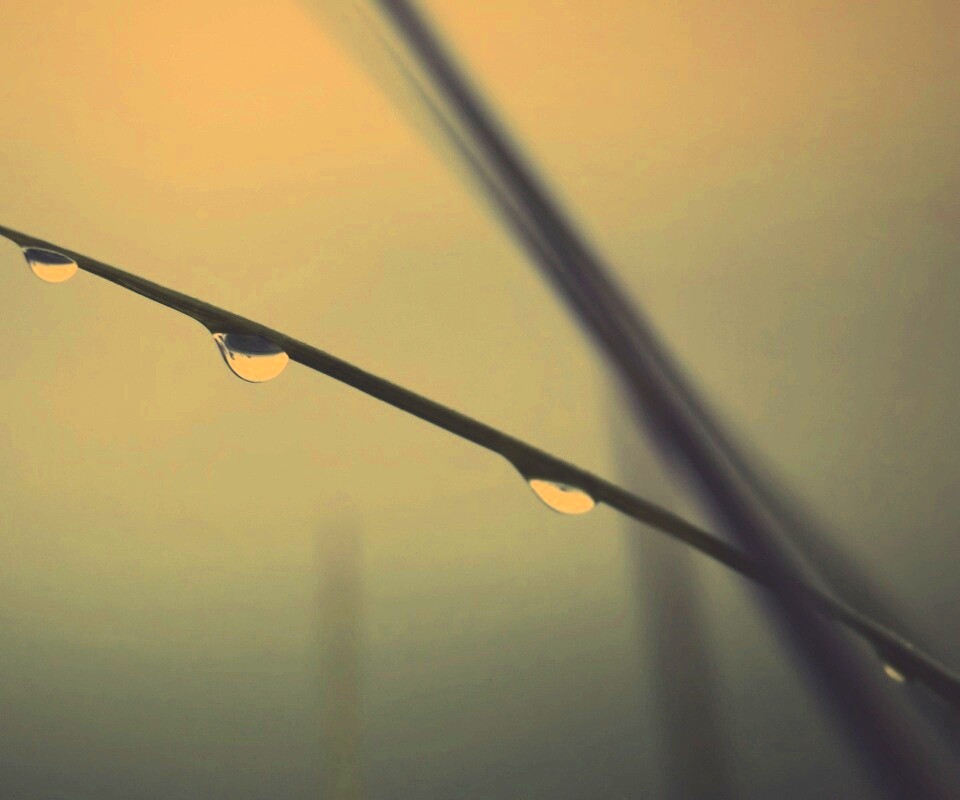 Трава после дождя обои