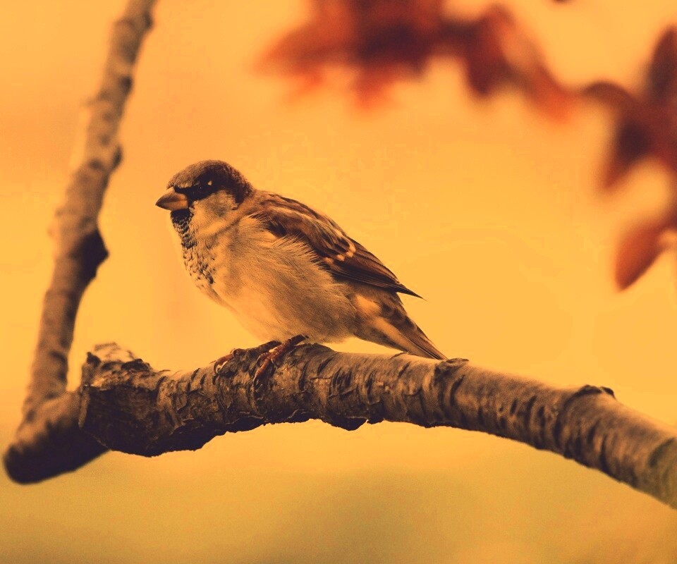 Птичка на ветке обои