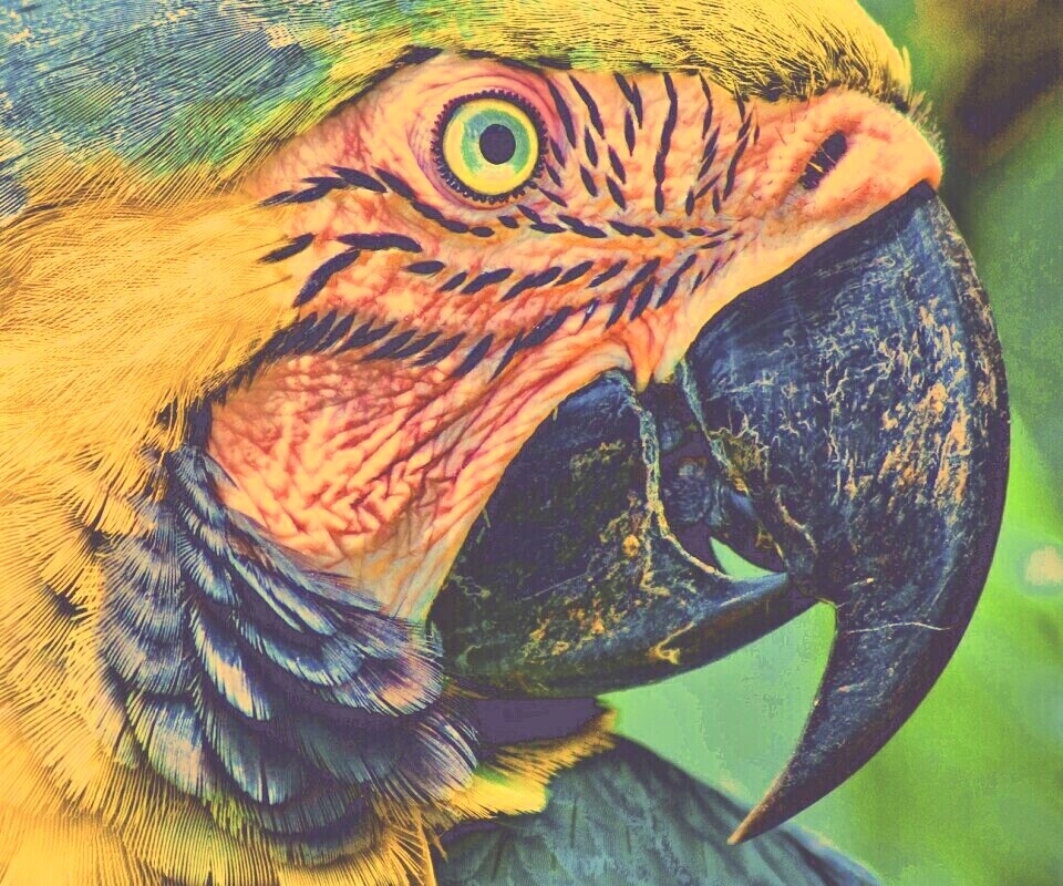 Попугай обои