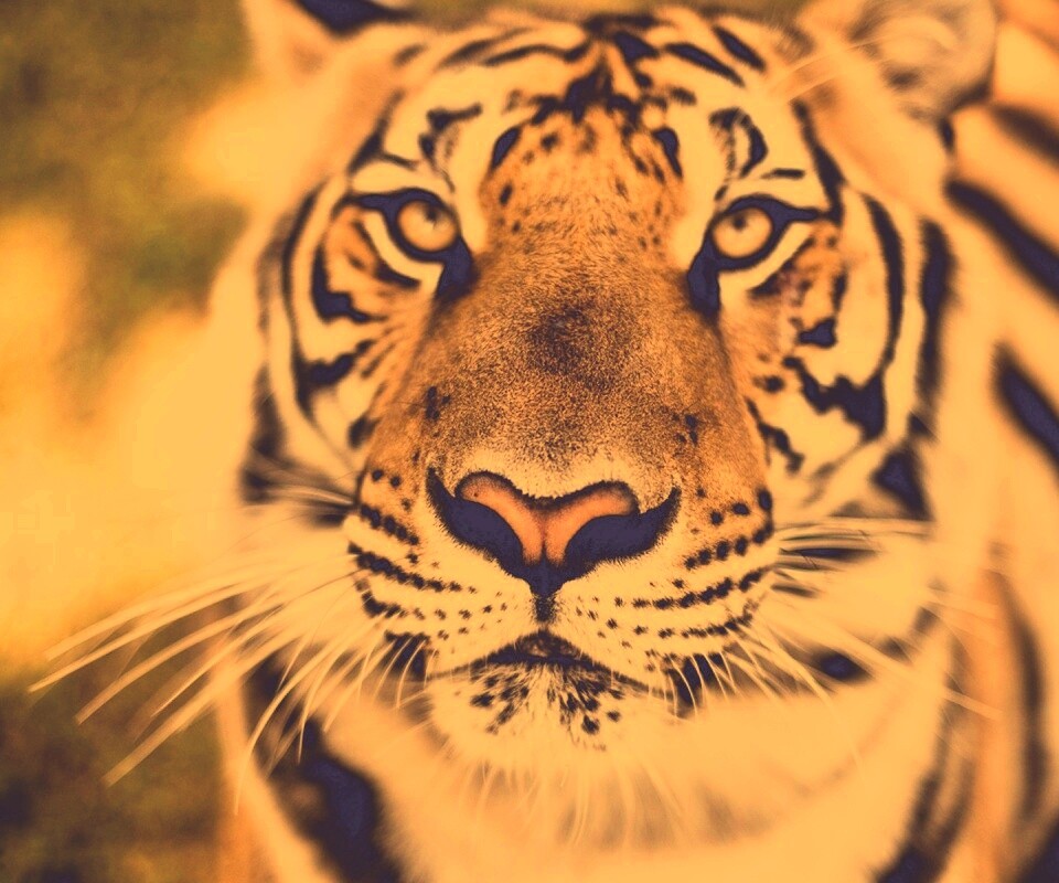 Красавец тигр обои