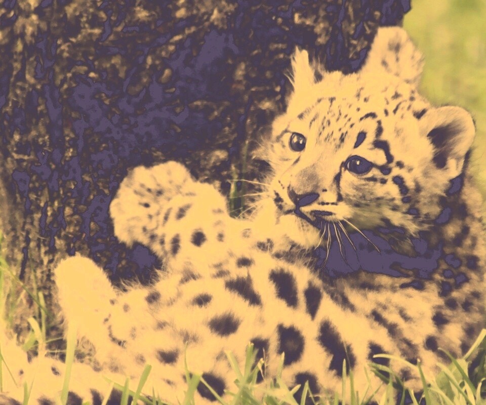 Котенок большой дикой кошки обои