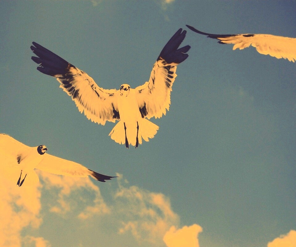 Три птицы обои