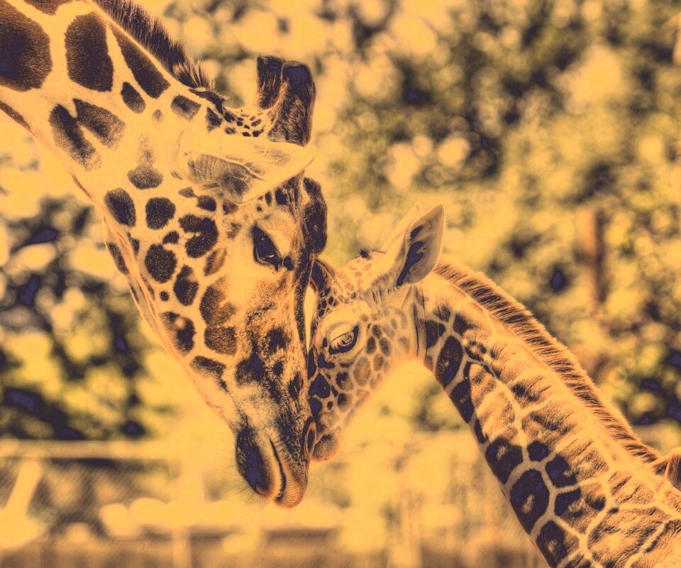 Жирафа и жирафёнок обои