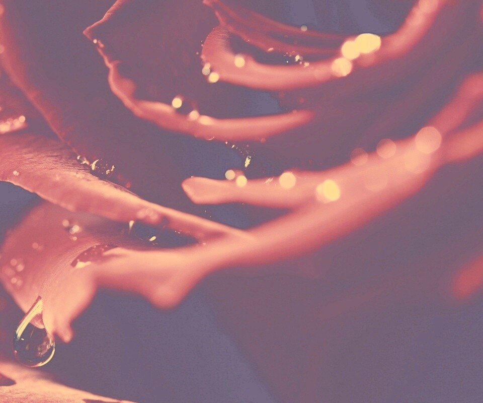 Капли на лепестках розы обои