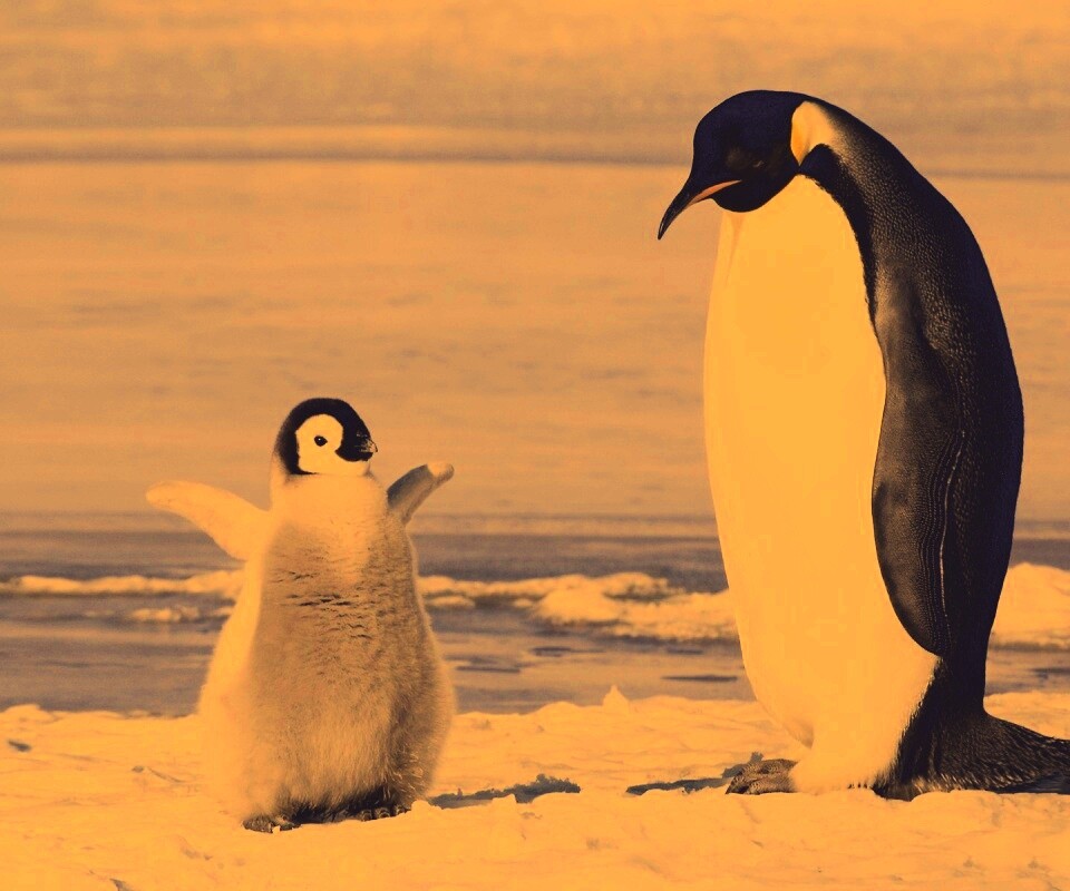 Радостный пингвинёнок обои