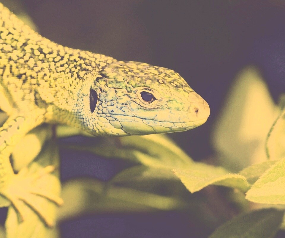 Ящерка на листьях обои