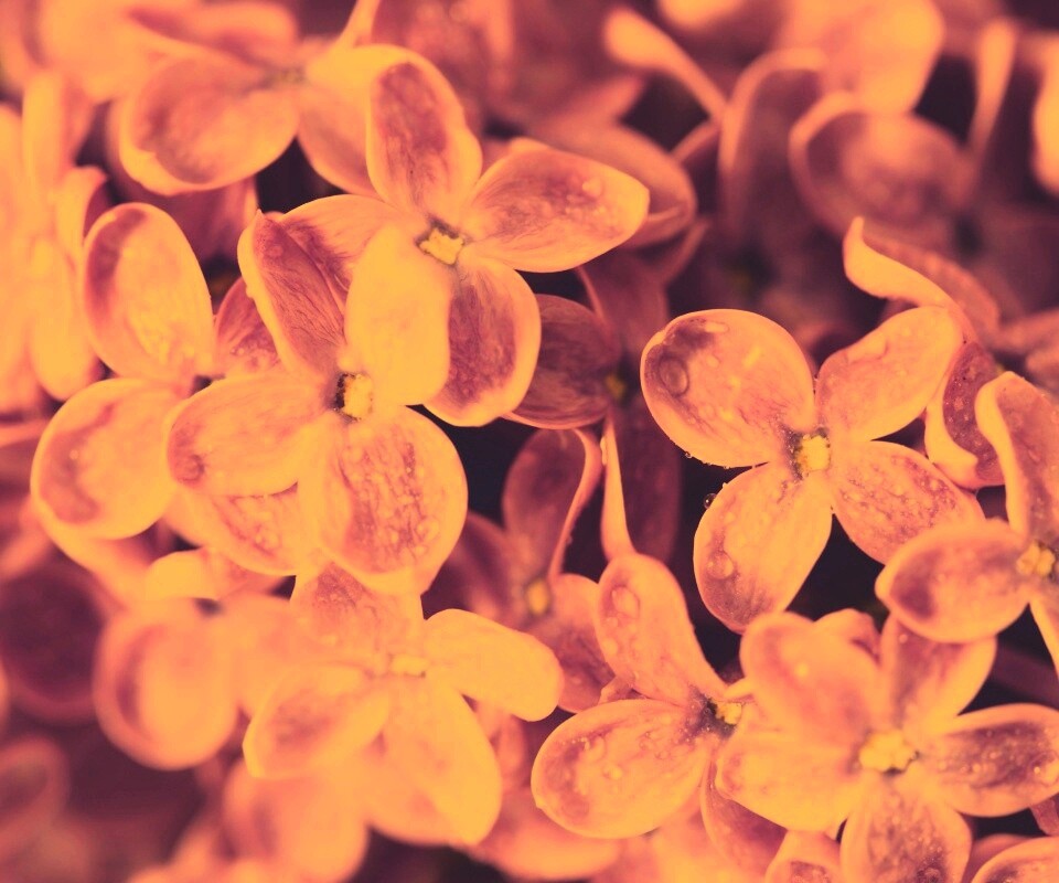 Цветы сирени обои