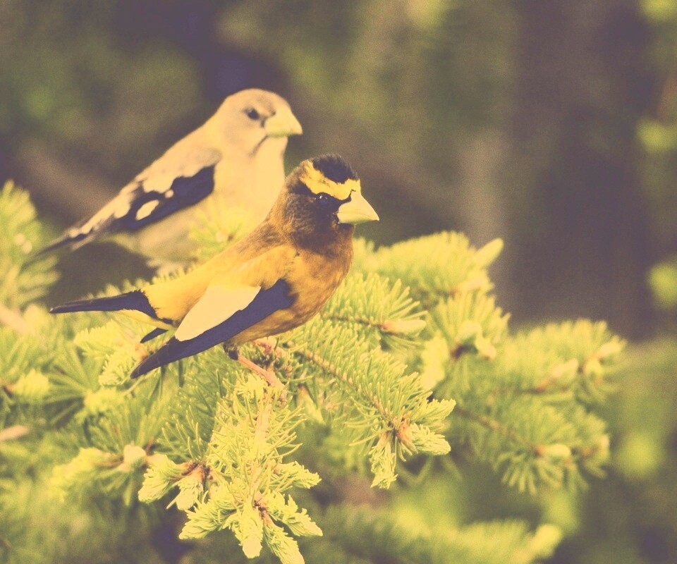 Птички с зелёными клювами обои