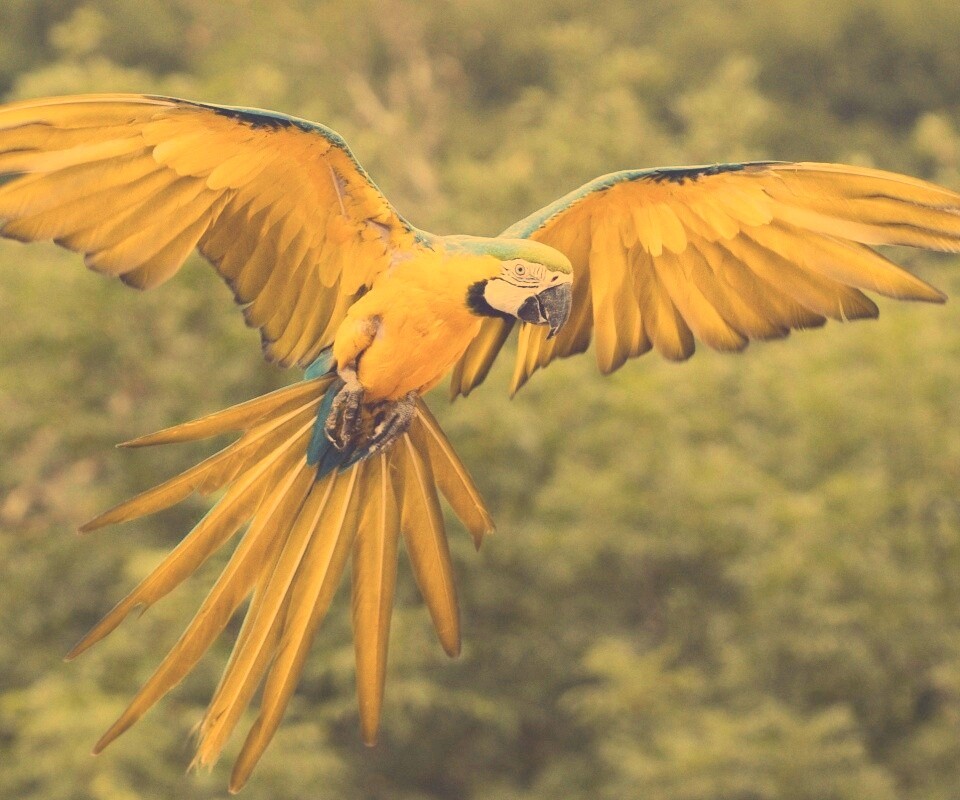 Летящий попугай обои