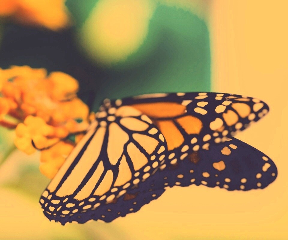 Бабочка на цветке в макро обои