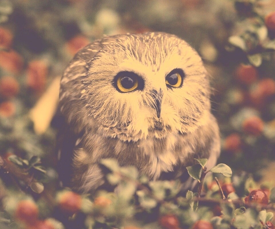 Маленькая сова в ягодах обои