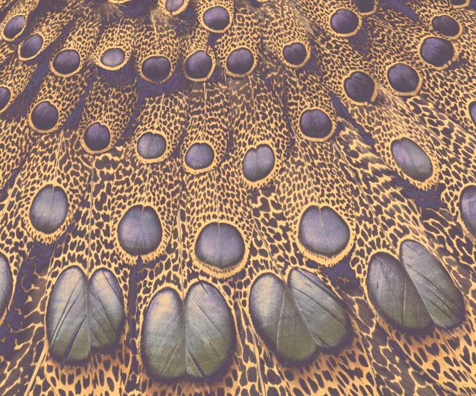 Хвост павлина обои