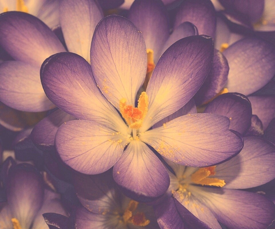 Сиреневый цветок обои