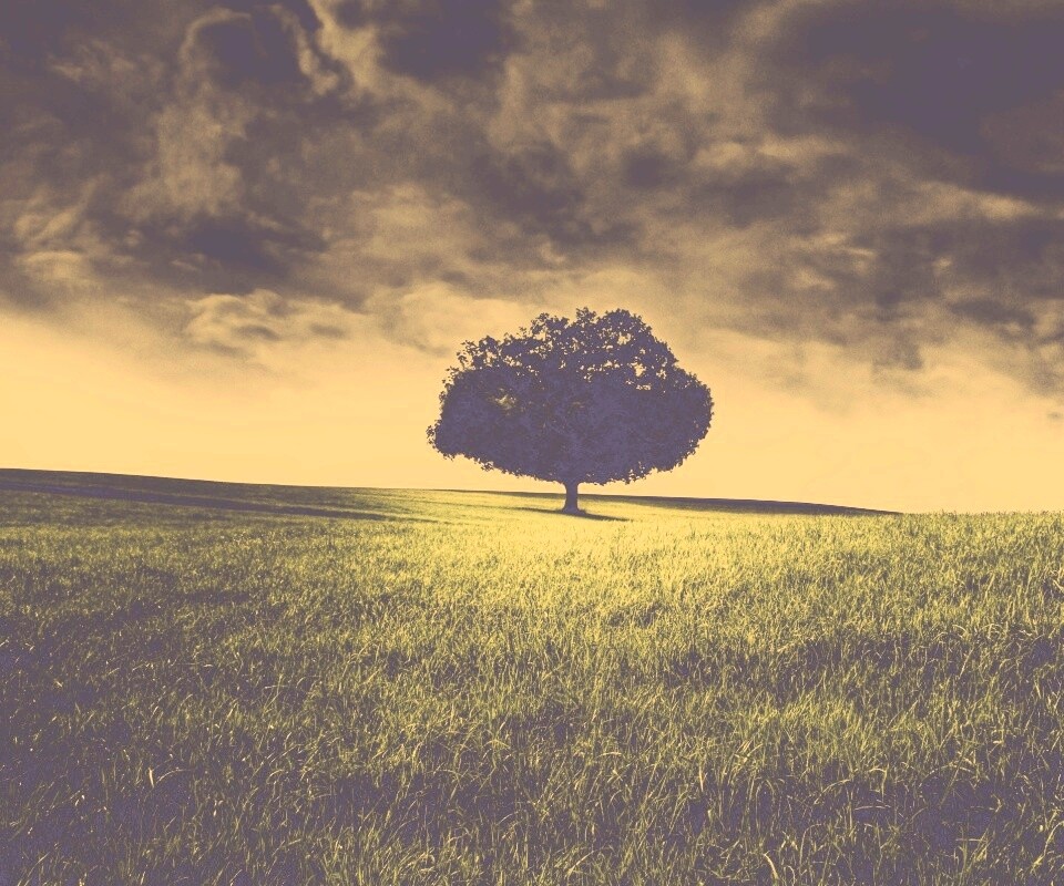 Одинокое дерево под грозовым небом обои