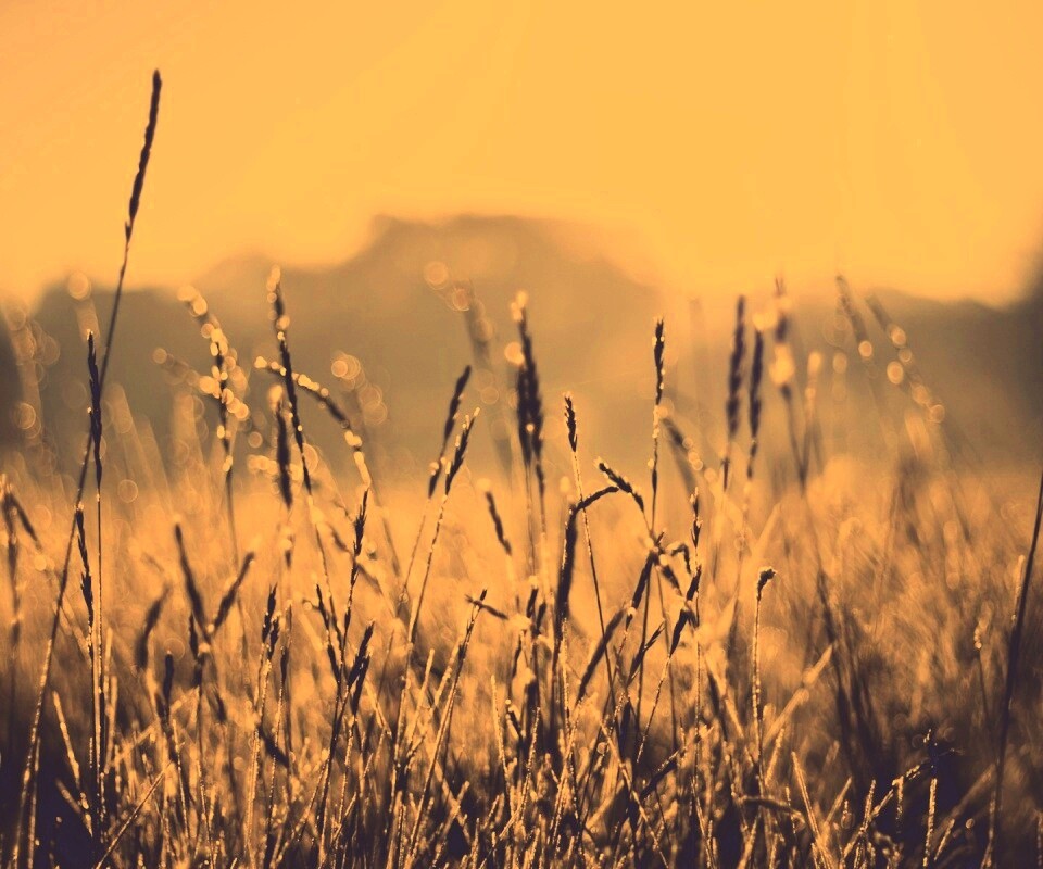 Поле пшеницы обои