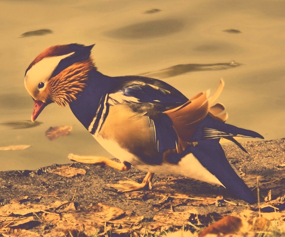 Уточка - мандаринка обои