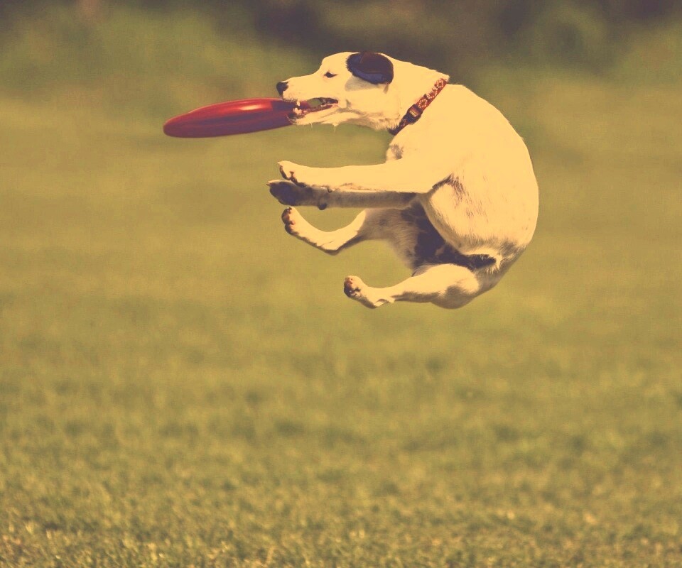 Ловкач обои