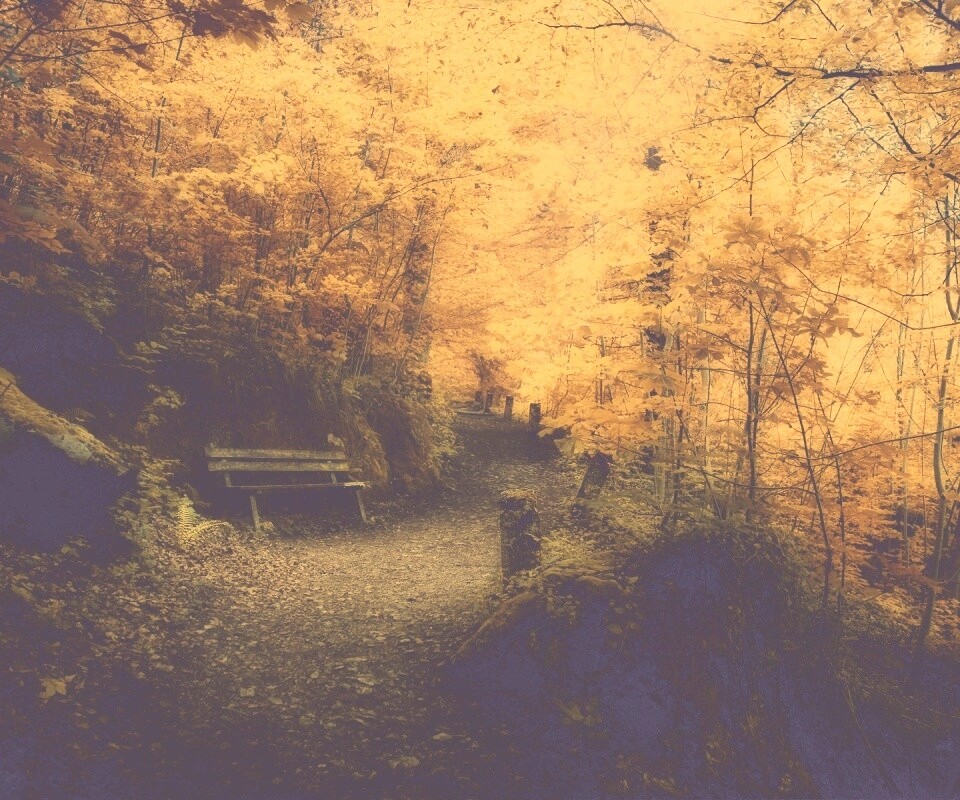 Скамейке в чаще парка обои