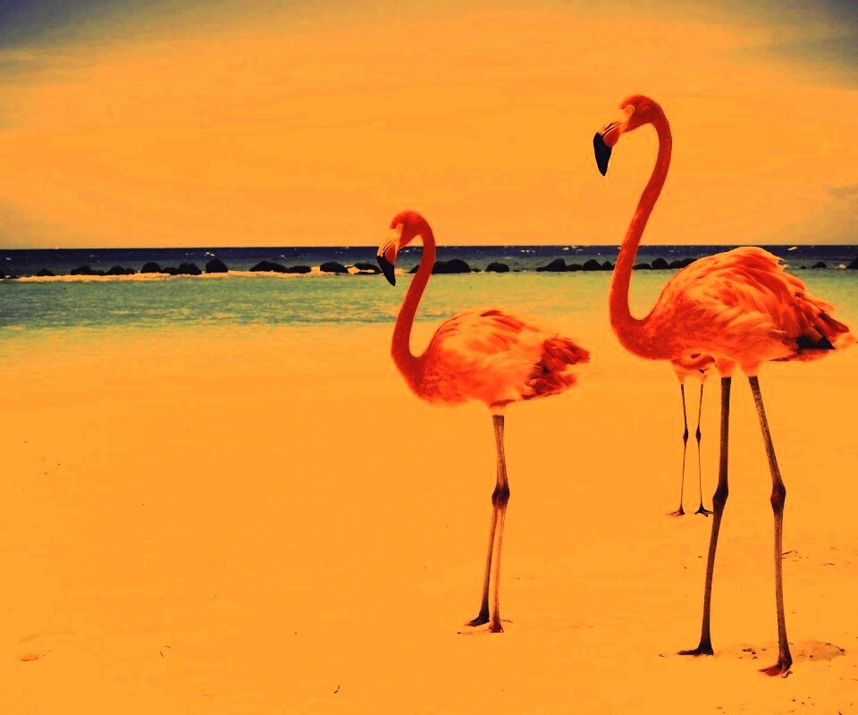 Розовые фламинго на пляже обои