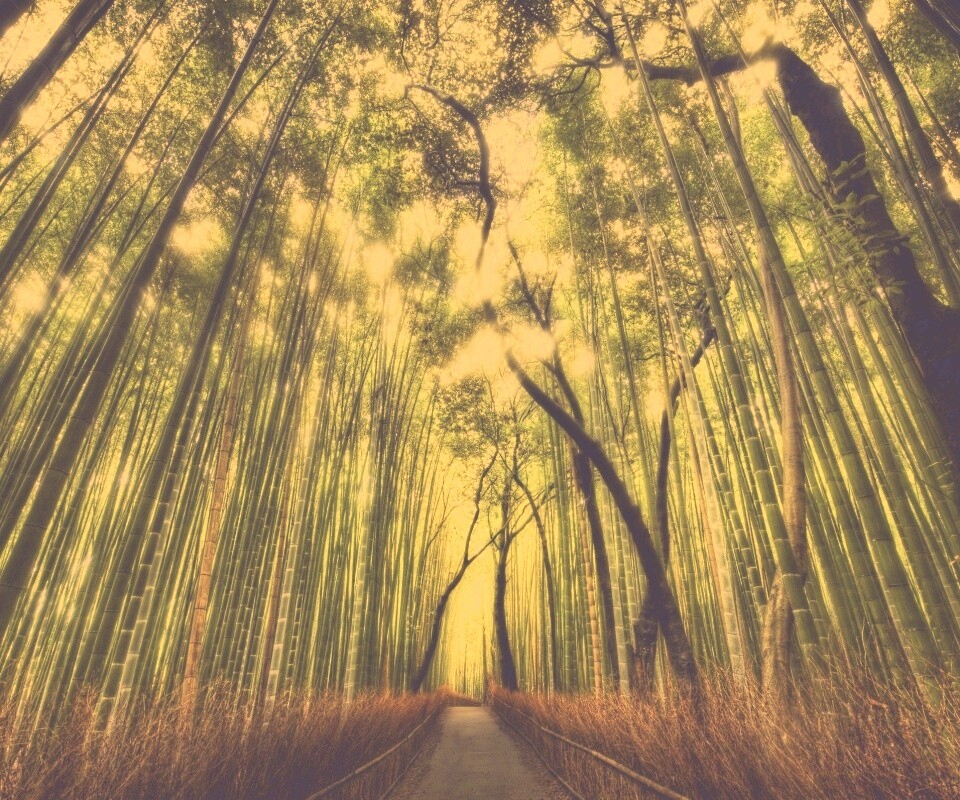 Дорога в тростниковых зарослях обои