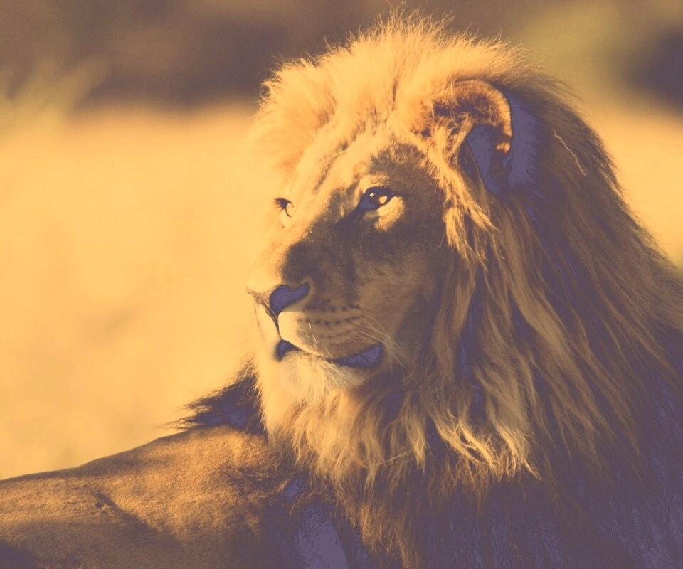 Царь зверей обои