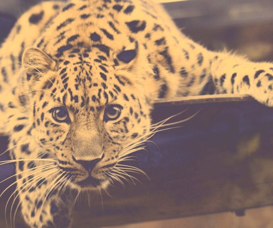 Леопард в зоопарке обои