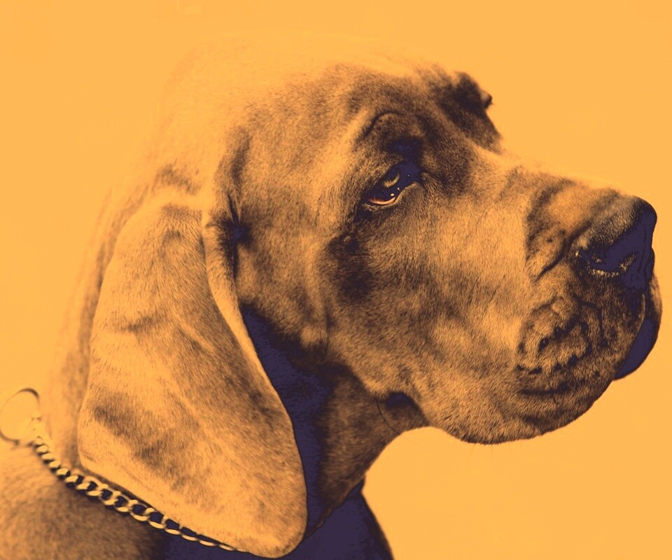 Грустная собака обои