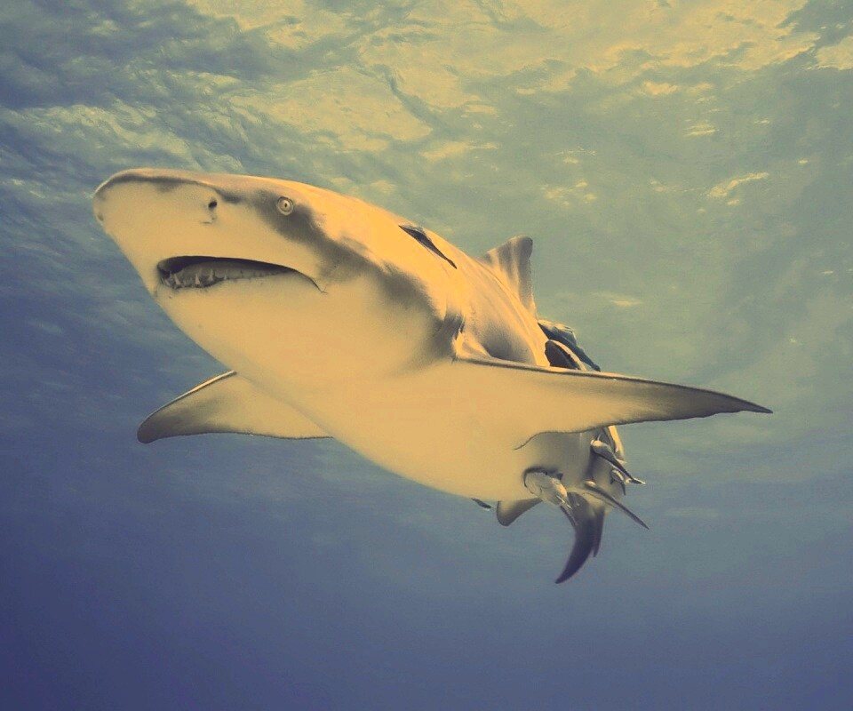 Красивая глубоководная акула обои