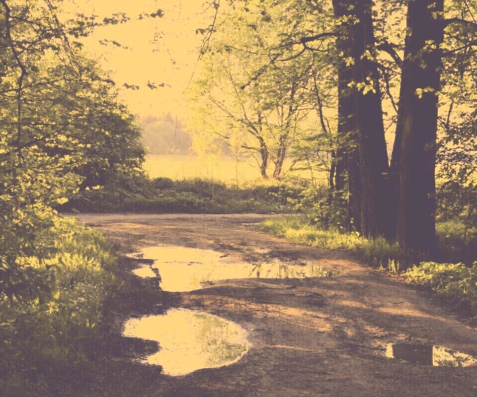 Лесная дорога обои