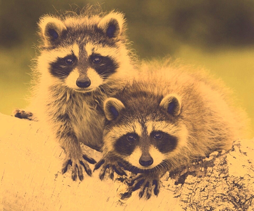 Полосатики обои