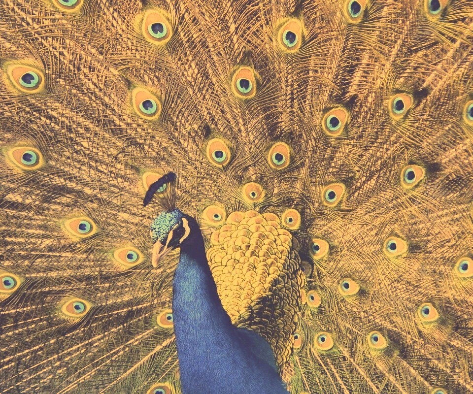 Павлин, говоришь... обои