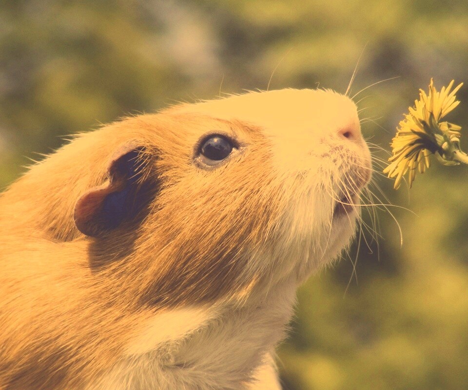 Морская свинка - романтик обои