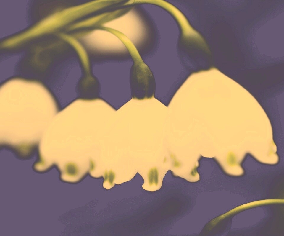 Белые ландыши обои