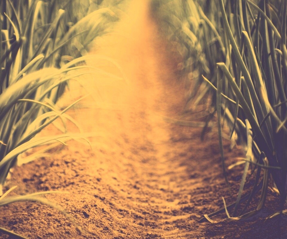 Тропинка в траве обои