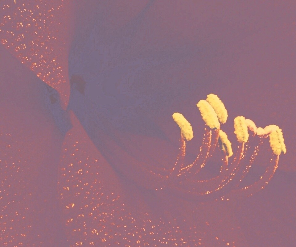 Красная манящая лилия обои