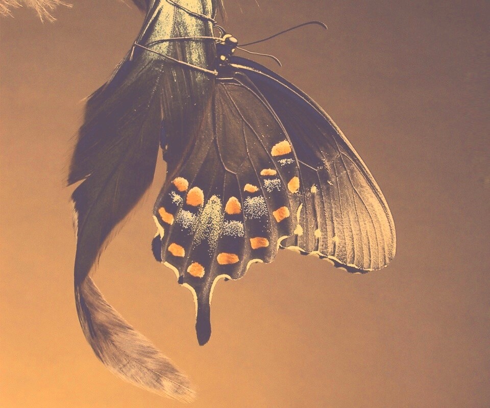 Красивая бабочка обои