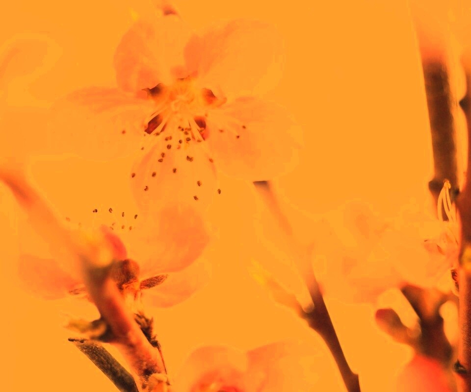 Нежные розовые цветы обои