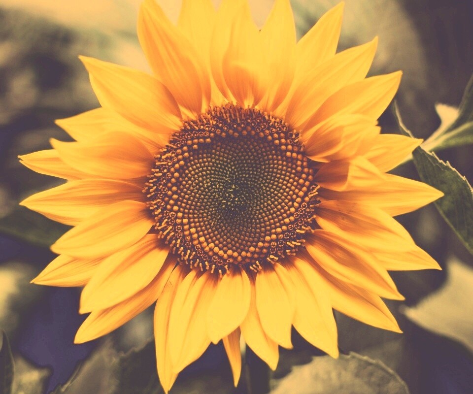 Подсолнух на поле обои